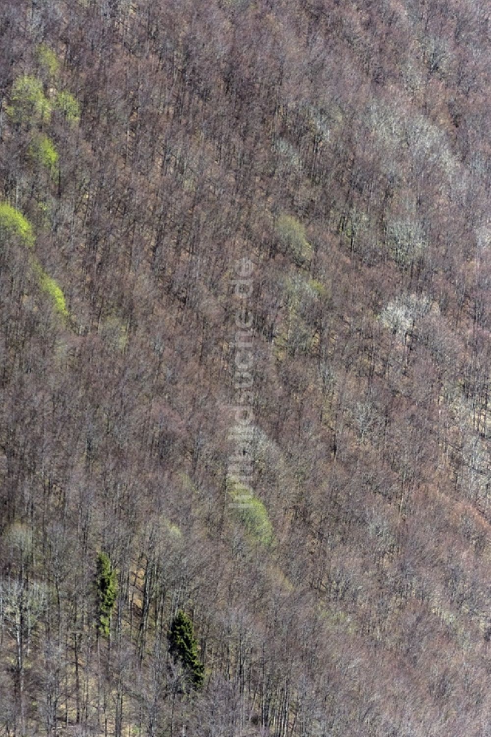 Luftaufnahme Bad Urach - Baumspitzen in einem Waldgebiet in Bad Urach im Bundesland Baden-Württemberg, Deutschland