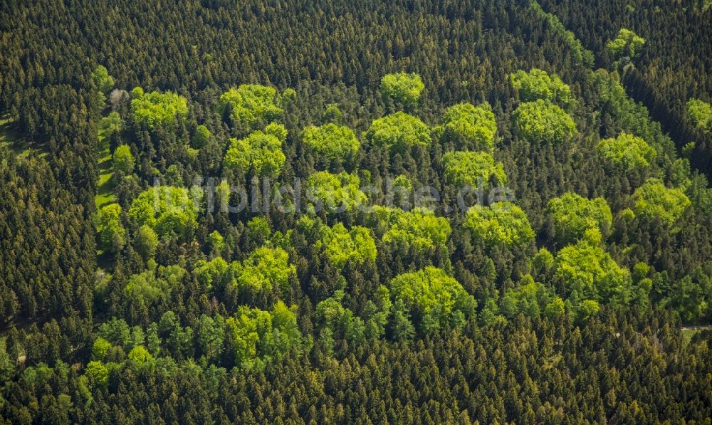 Luftaufnahme Hürtgenwald - Baumspitzen in einem Waldgebiet in Hürtgenwald im Bundesland Nordrhein-Westfalen