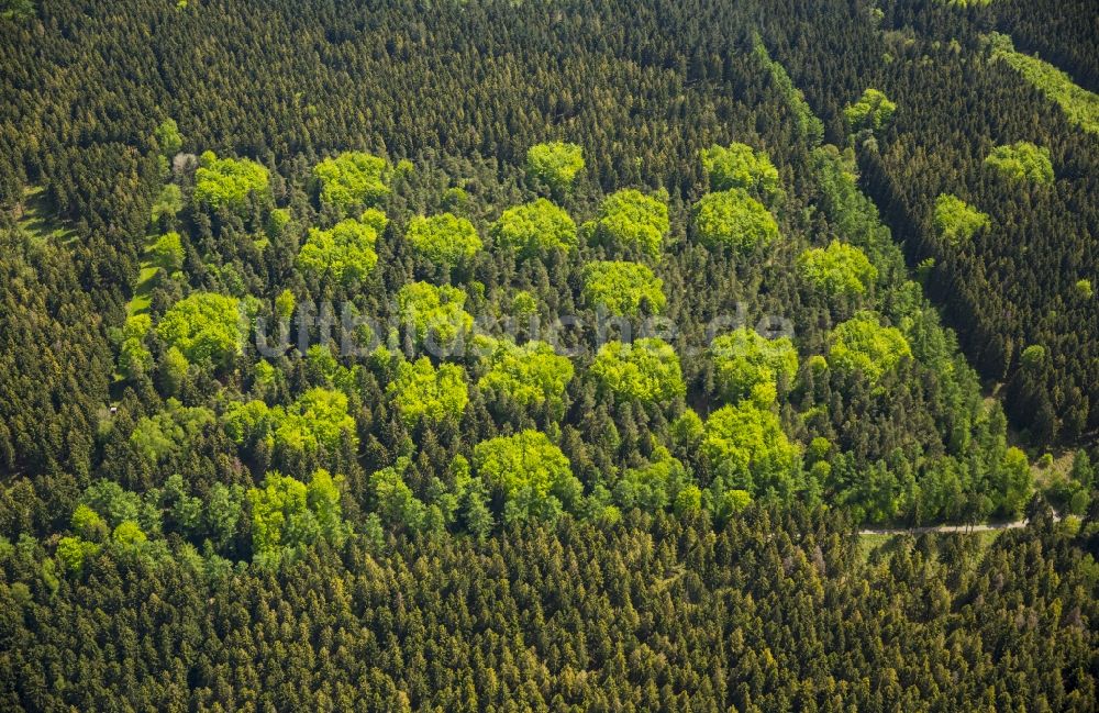 Hürtgenwald von oben - Baumspitzen in einem Waldgebiet in Hürtgenwald im Bundesland Nordrhein-Westfalen