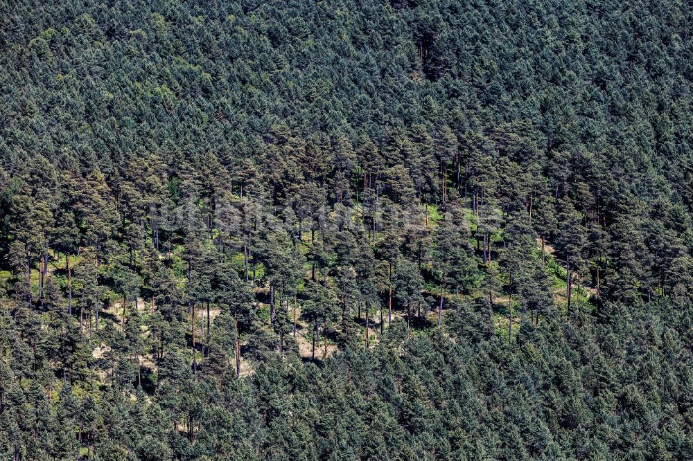 Luftaufnahme Löwenberger Land - Baumspitzen in einem Waldgebiet in Löwenberger Land im Bundesland Brandenburg