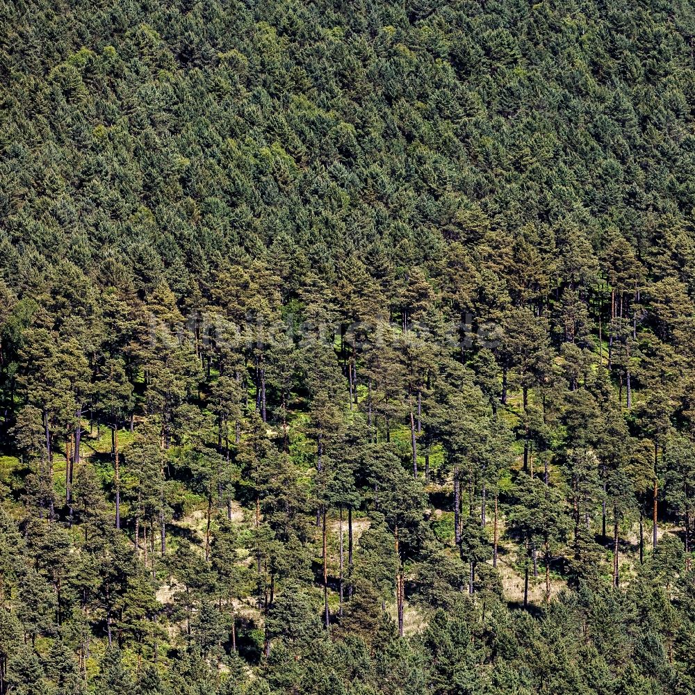 Löwenberger Land von oben - Baumspitzen in einem Waldgebiet in Löwenberger Land im Bundesland Brandenburg