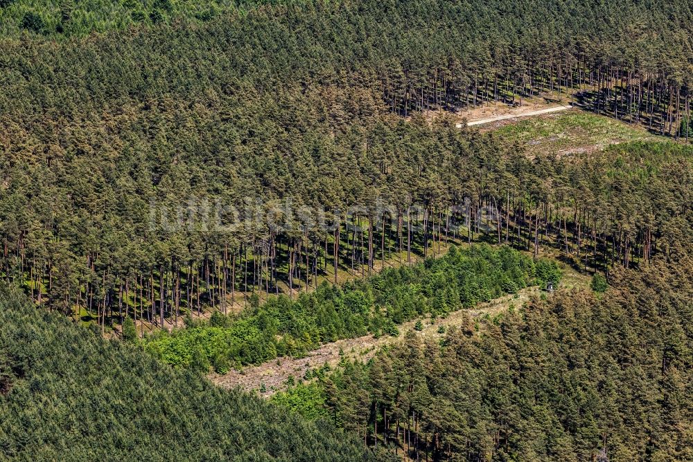 Luftbild Löwenberger Land - Baumspitzen in einem Waldgebiet in Löwenberger Land im Bundesland Brandenburg