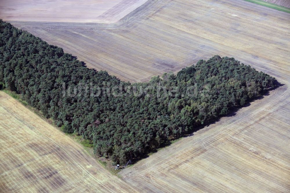 Luftaufnahme Rabenstein/Fläming - Baumspitzen in einem Waldgebiet in Rabenstein/Fläming im Bundesland Brandenburg