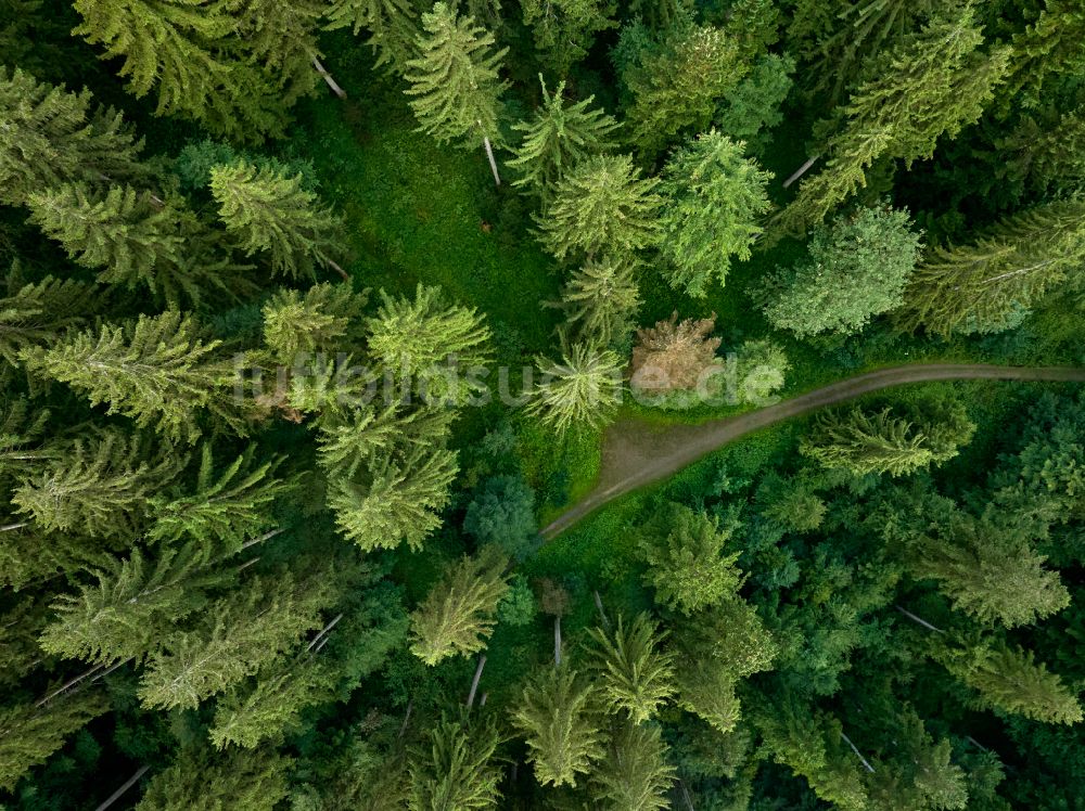 Sulzberg aus der Vogelperspektive: Baumspitzen in einem Waldgebiet in Sulzberg in Vorarlberg, Österreich