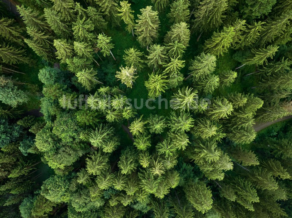 Luftbild Sulzberg - Baumspitzen in einem Waldgebiet in Sulzberg in Vorarlberg, Österreich