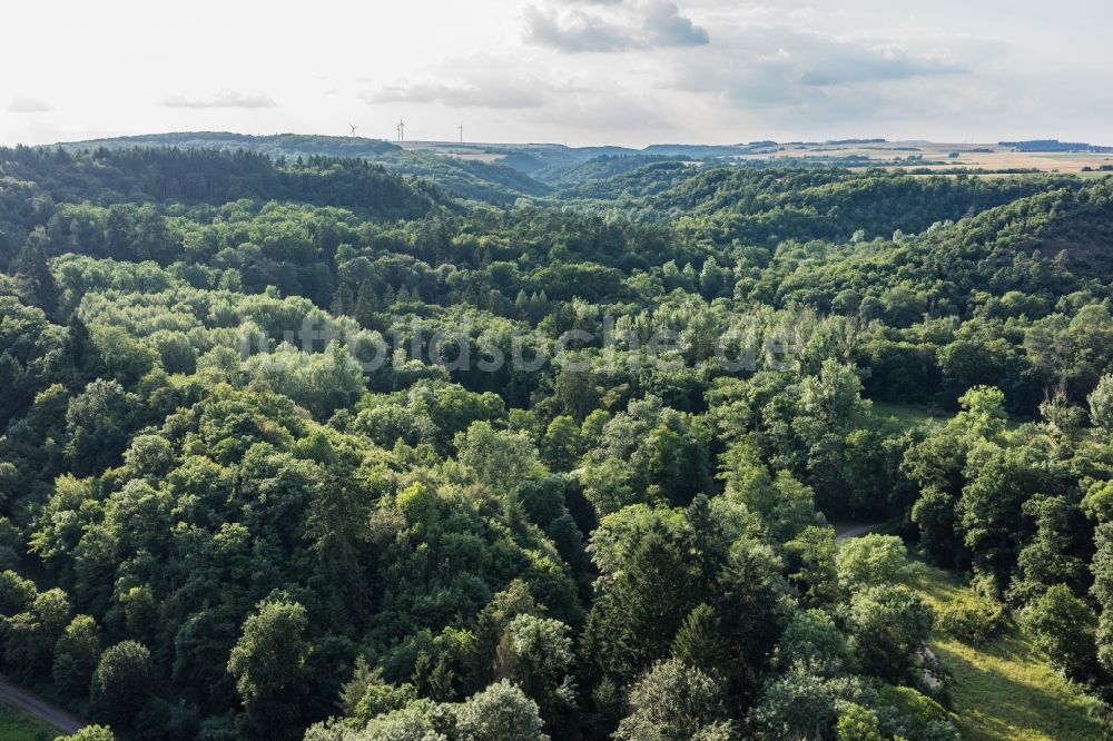 Luftaufnahme Wierschem - Baumspitzen in einem Waldgebiet in Wierschem im Bundesland Rheinland-Pfalz