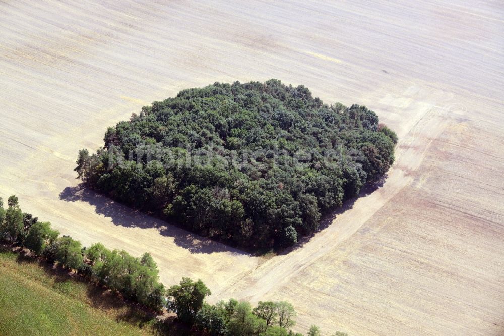 Luftbild Fichtenhöhe - Baumspitzen in einem Waldgebiets- Viereck auf einem Feld in Fichtenhöhe im Bundesland Brandenburg