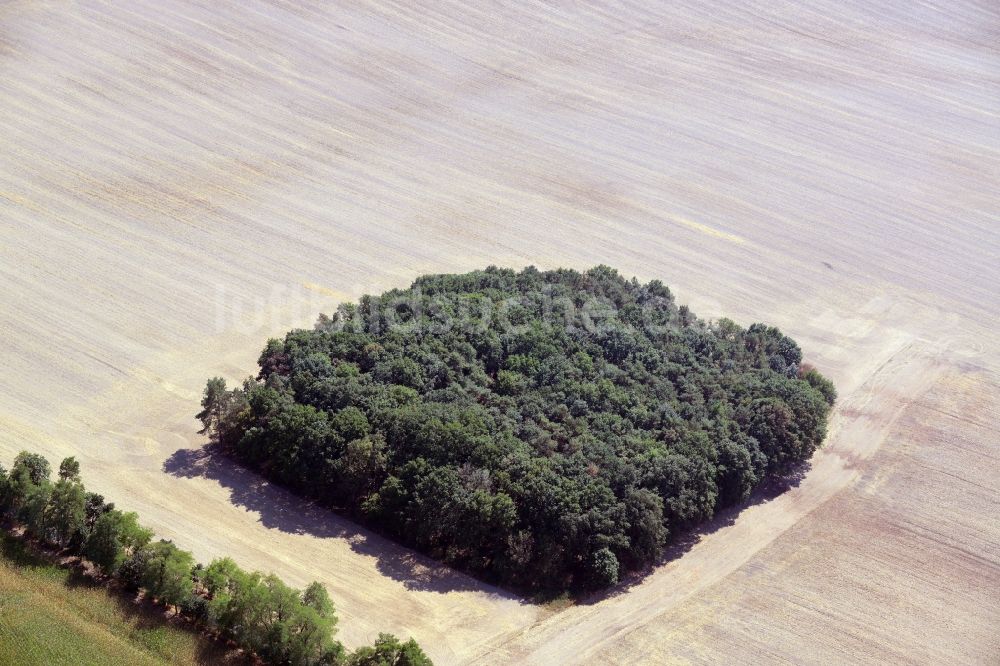 Luftaufnahme Fichtenhöhe - Baumspitzen in einem Waldgebiets- Viereck auf einem Feld in Fichtenhöhe im Bundesland Brandenburg