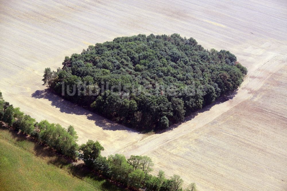 Fichtenhöhe von oben - Baumspitzen in einem Waldgebiets- Viereck auf einem Feld in Fichtenhöhe im Bundesland Brandenburg