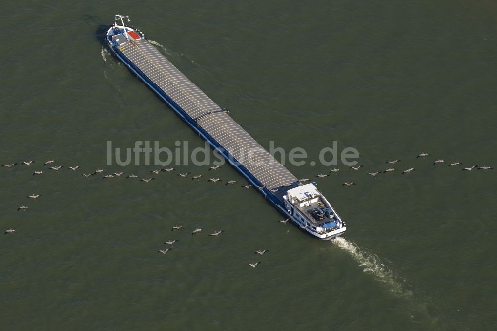 Luftaufnahme Duisburg - Binnenschiffahrt auf dem Rhein mit einem von Kranichen / Kranichzug überflogenen Frachtschiff bei Duisburg im Ruhrgebiet im Bundesland Nordrhein-Westfalen