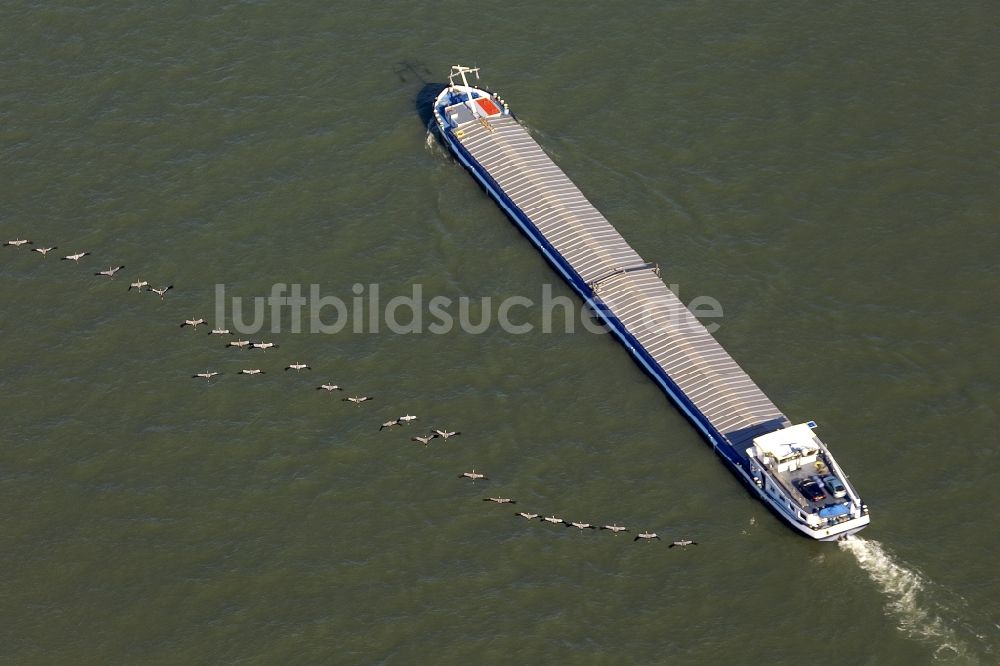 Duisburg von oben - Binnenschiffahrt auf dem Rhein mit einem von Kranichen / Kranichzug überflogenen Frachtschiff bei Duisburg im Ruhrgebiet im Bundesland Nordrhein-Westfalen