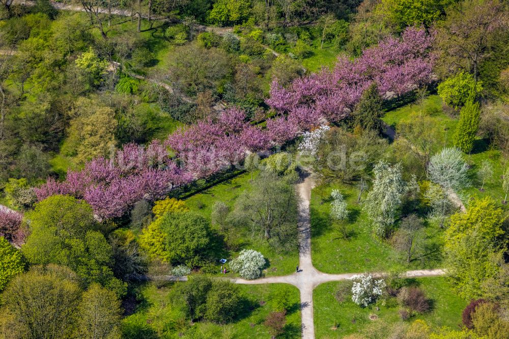 Luftbild Dortmund - Blattaustrieb mit Kirschblütenallee im Rombergpark in Dortmund im Bundesland Nordrhein-Westfalen, Deutschland