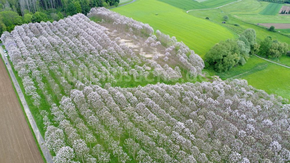 Luftbild Sankt Augustin - Blauglockenbaumplantage in Sankt Augustin im Bundesland Nordrhein-Westfalen, Deutschland