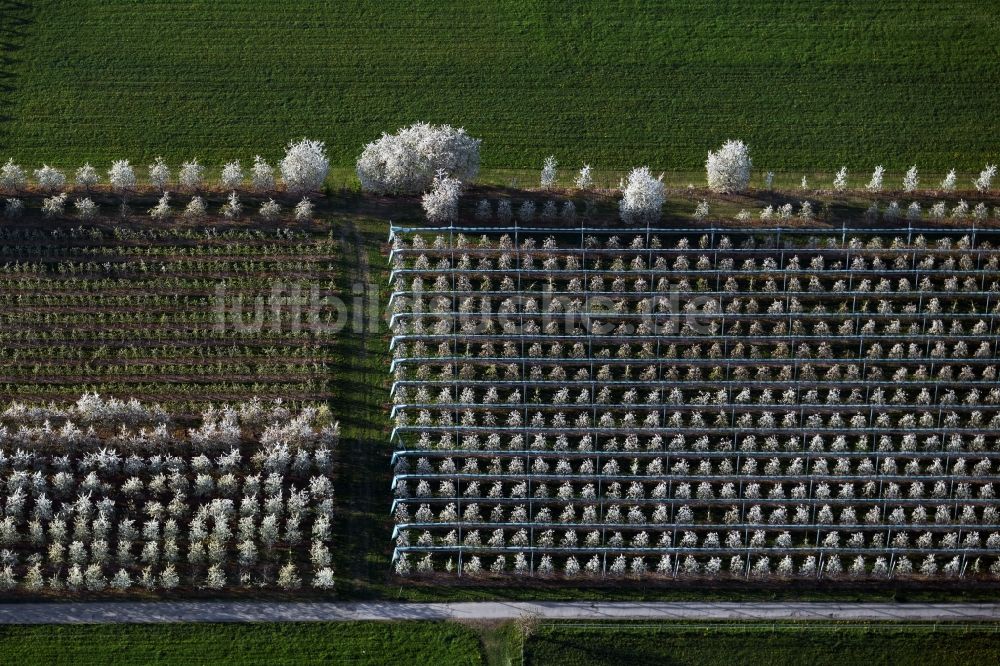 Luftaufnahme Meckenbeuren - Blühende Baumreihen einer Obstanbau- Plantage auf einem Feld in Meckenbeuren im Bundesland Baden-Württemberg, Deutschland