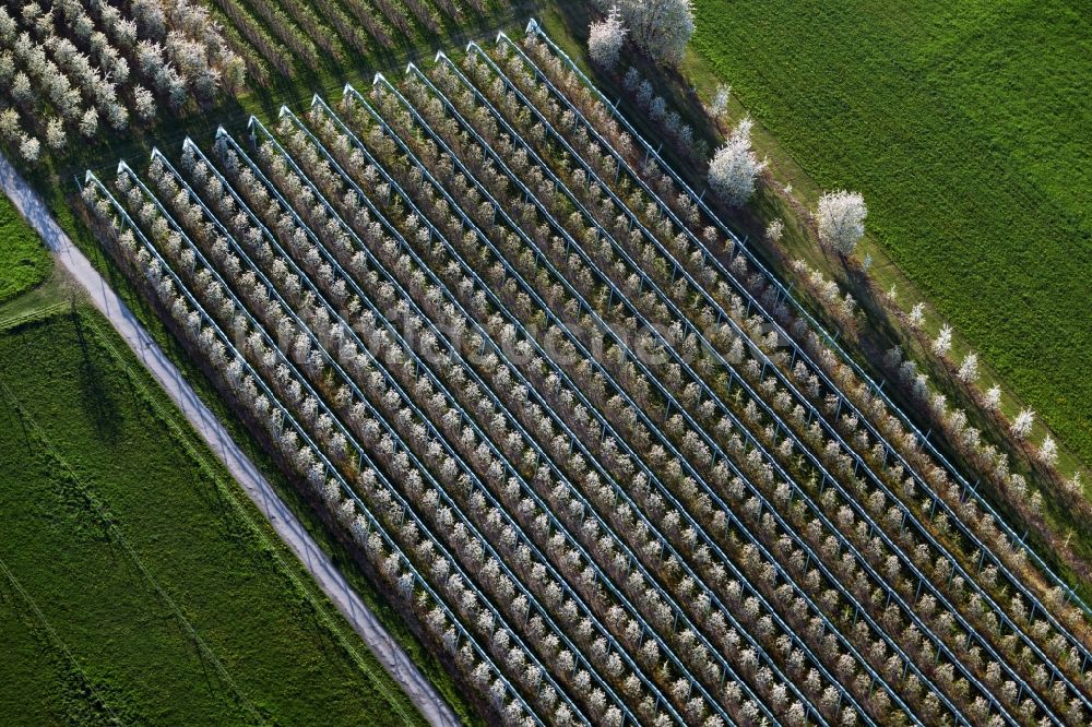 Meckenbeuren aus der Vogelperspektive: Blühende Baumreihen einer Obstanbau- Plantage auf einem Feld in Meckenbeuren im Bundesland Baden-Württemberg, Deutschland