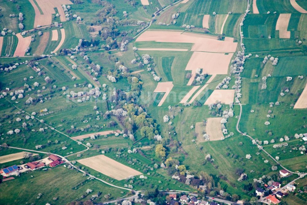 Luftaufnahme Straubenhardt - Blühende Streuobstanlage auf Feldern im Ortsteil Schwann in Straubenhardt im Bundesland Baden-Württemberg