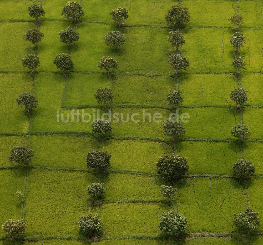 San Fernando von oben - Blick über Reisfelder und Bäume