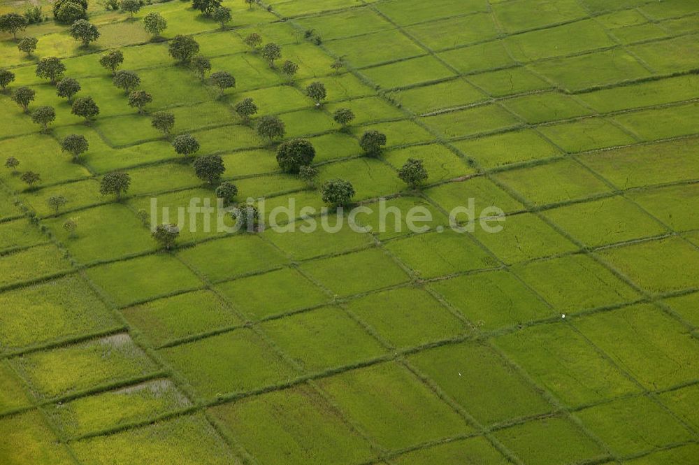 San Fernando aus der Vogelperspektive: Blick über Reisfelder und Bäume