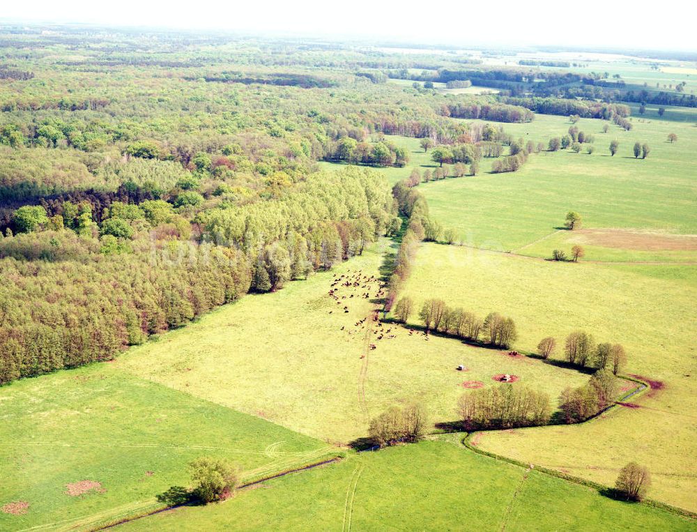 Burg / Sachsen-Anhalt von oben - Blick auf das Bürgerholz östlich von Burg am Elbe-Havel-Kanal - Ausgleichs- und Ersatzmaßnahmen am Wasserstraßenkreuz Magdeburg / Elbe-Havel-Kanal