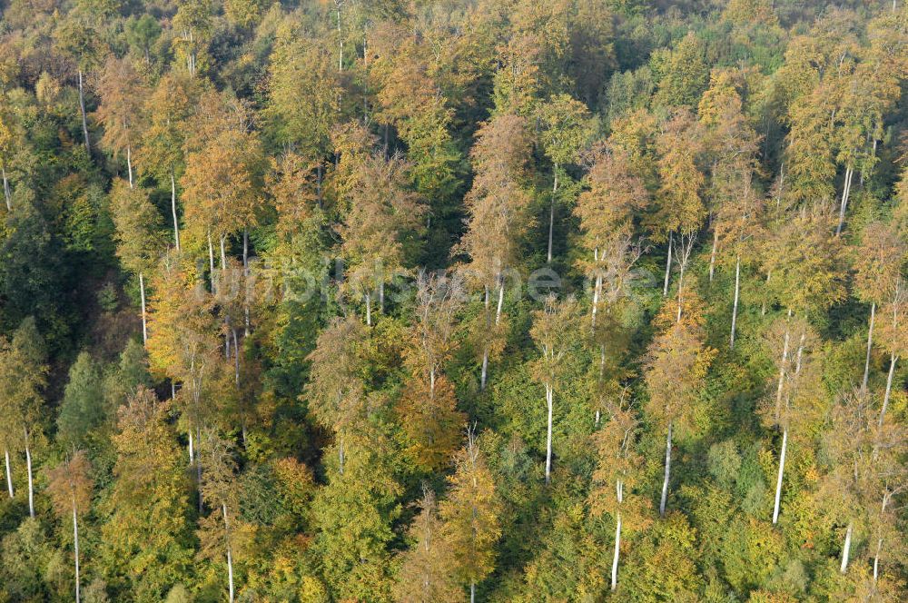 Luftbild Hahausen - Blick auf Bäume im Harz bei Hahausen in Niedersachsen