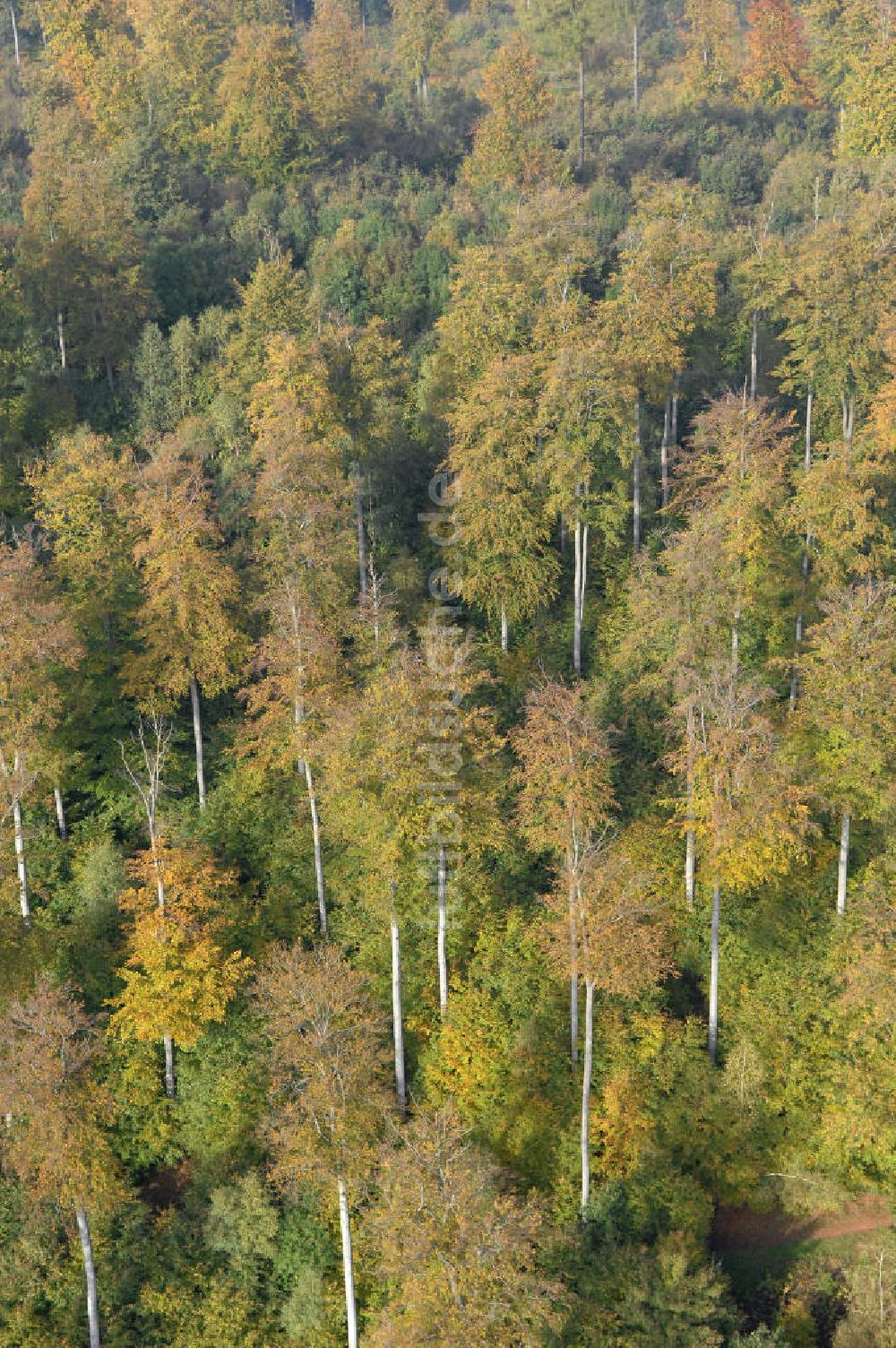 Luftaufnahme Hahausen - Blick auf Bäume im Harz bei Hahausen in Niedersachsen