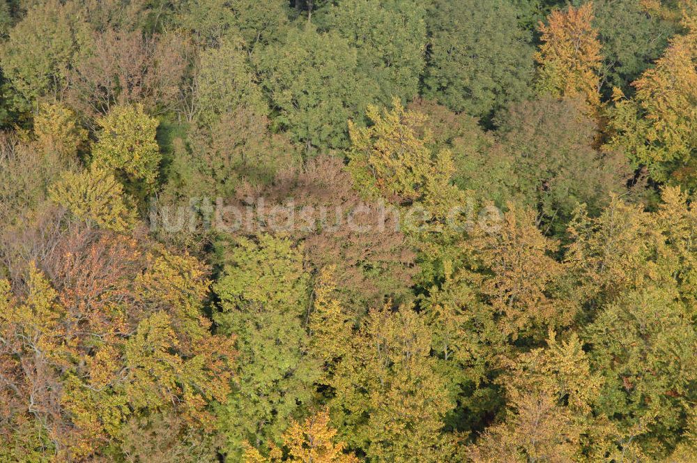 Hahausen von oben - Blick auf Bäume im Harz bei Hahausen in Niedersachsen