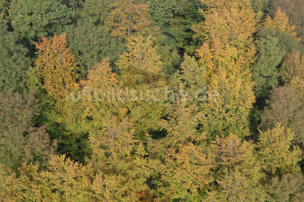 Hahausen aus der Vogelperspektive: Blick auf Bäume im Harz bei Hahausen in Niedersachsen