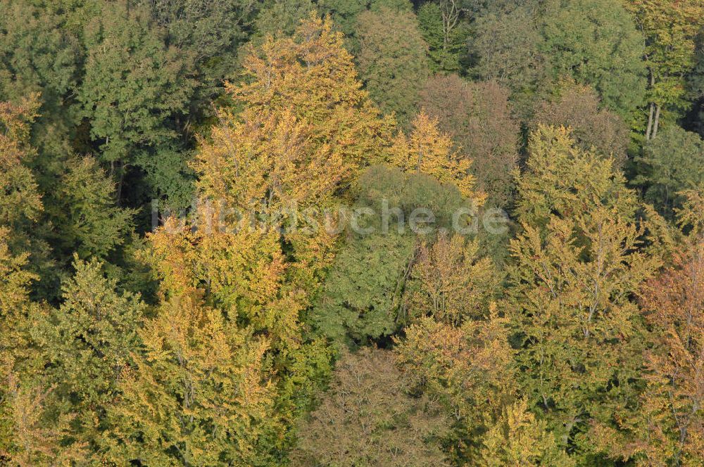 Luftbild Hahausen - Blick auf Bäume im Harz bei Hahausen in Niedersachsen