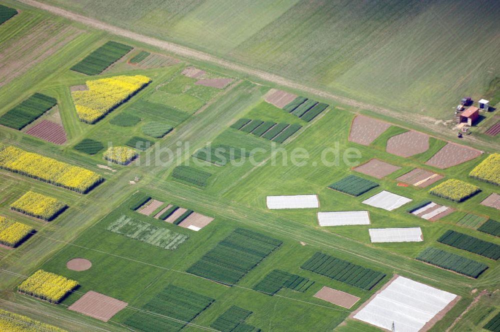 Buttelstedt aus der Vogelperspektive: Blick auf ein Feld bei Daasdorf