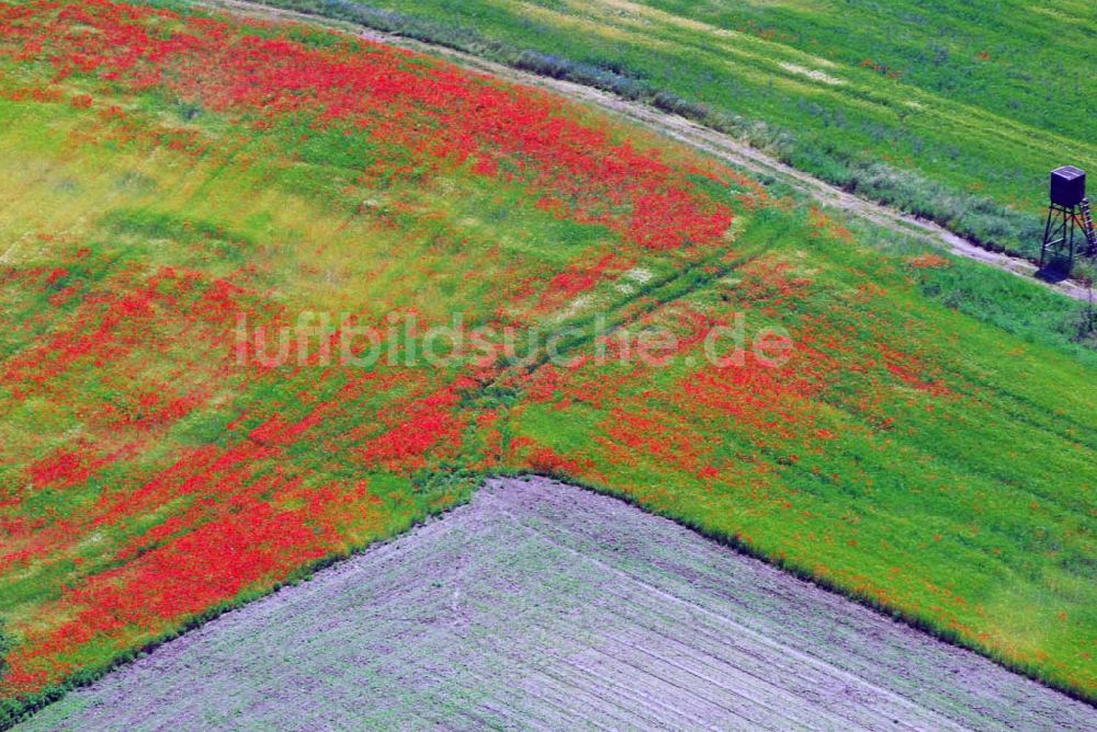 Brück von oben - Blick auf ein Feld mit Mohnblumen