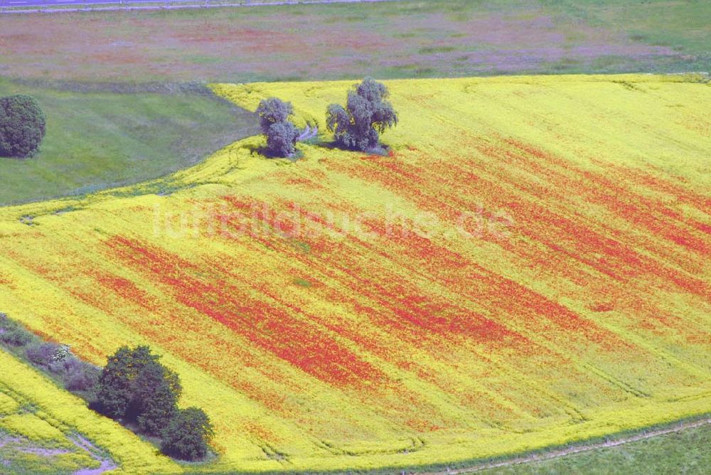 Schlunkendorf von oben - Blick auf ein Feld mit Mohnblumen an der B246