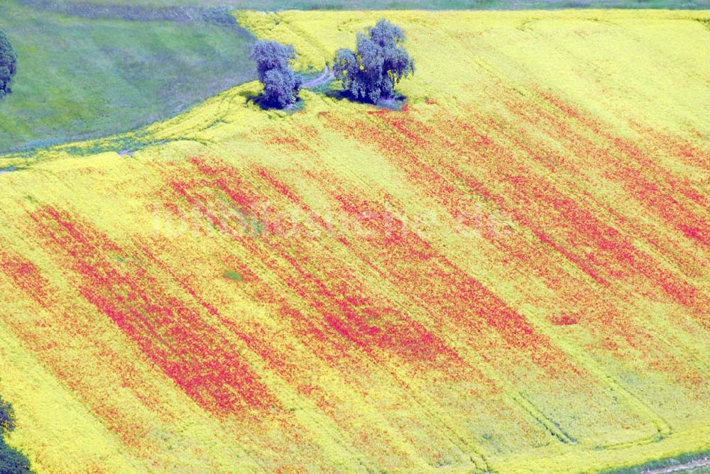 Schlunkendorf aus der Vogelperspektive: Blick auf ein Feld mit Mohnblumen an der B246