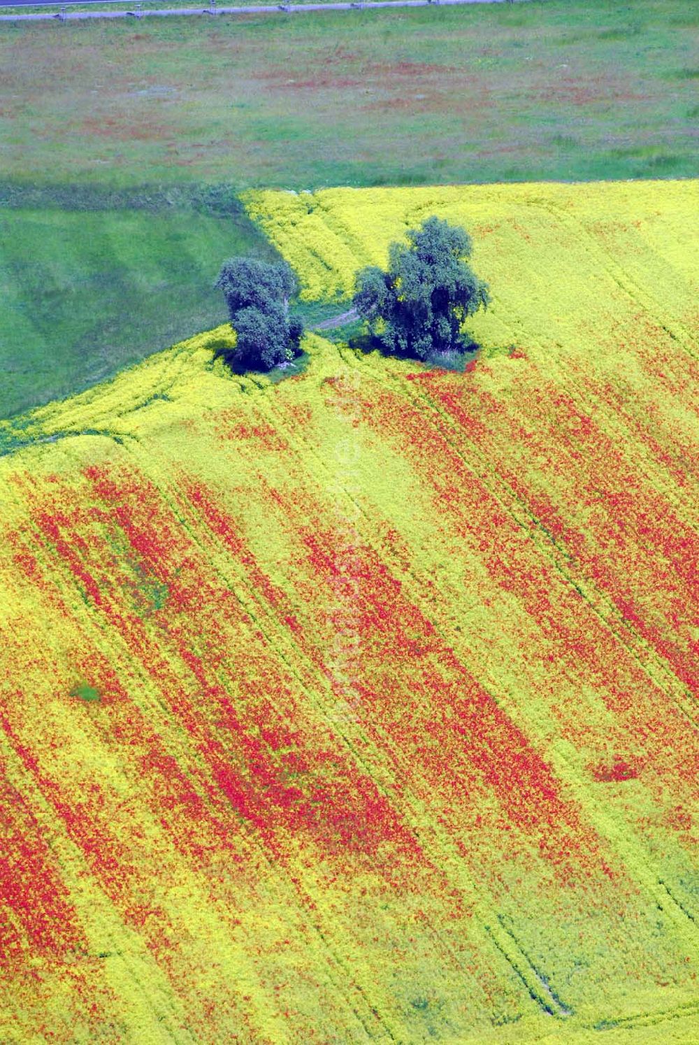 Luftbild Schlunkendorf - Blick auf ein Feld mit Mohnblumen an der B246