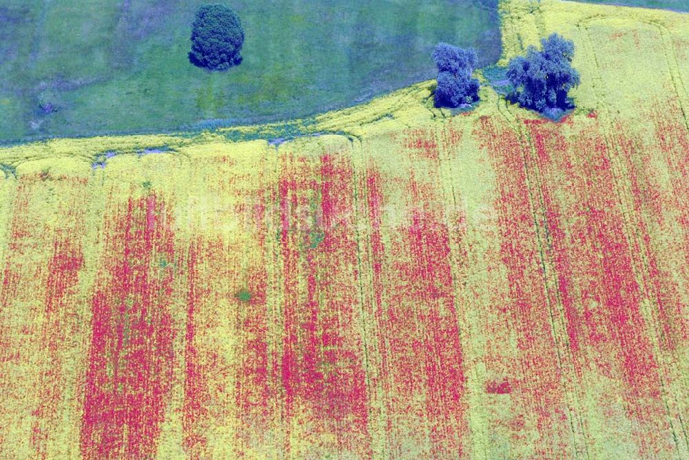 Schlunkendorf von oben - Blick auf ein Feld mit Mohnblumen an der B246