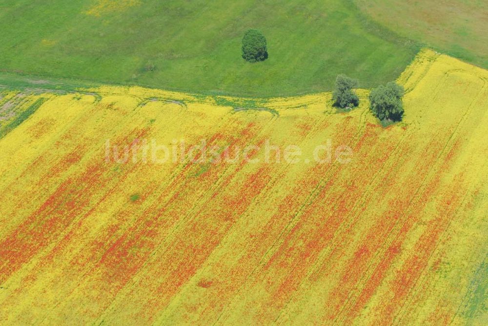 Luftbild Schlunkendorf - Blick auf ein Feld mit Mohnblumen an der B246