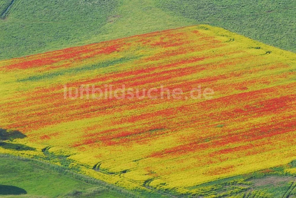 Schlunkendorf von oben - Blick auf ein Mohnwuchs in einem Rapsfeld bei Schlunkendorf.