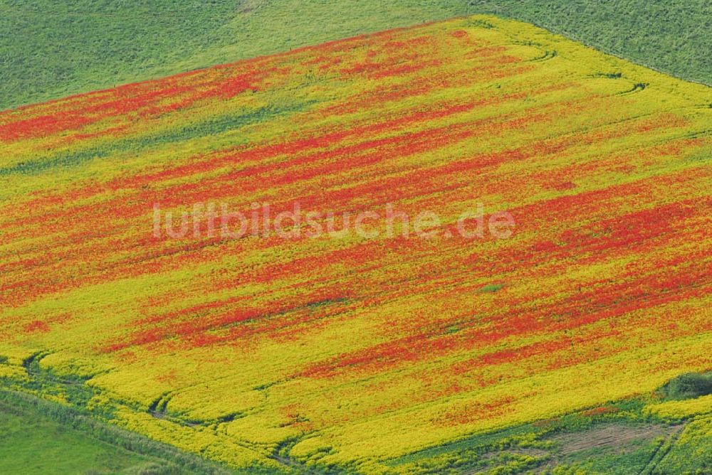 Schlunkendorf aus der Vogelperspektive: Blick auf ein Mohnwuchs in einem Rapsfeld bei Schlunkendorf.