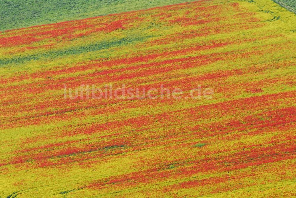 Luftbild Schlunkendorf - Blick auf ein Mohnwuchs in einem Rapsfeld bei Schlunkendorf.