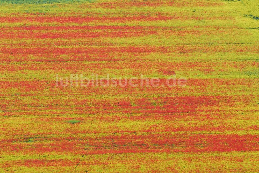 Schlunkendorf aus der Vogelperspektive: Blick auf ein Mohnwuchs in einem Rapsfeld bei Schlunkendorf.