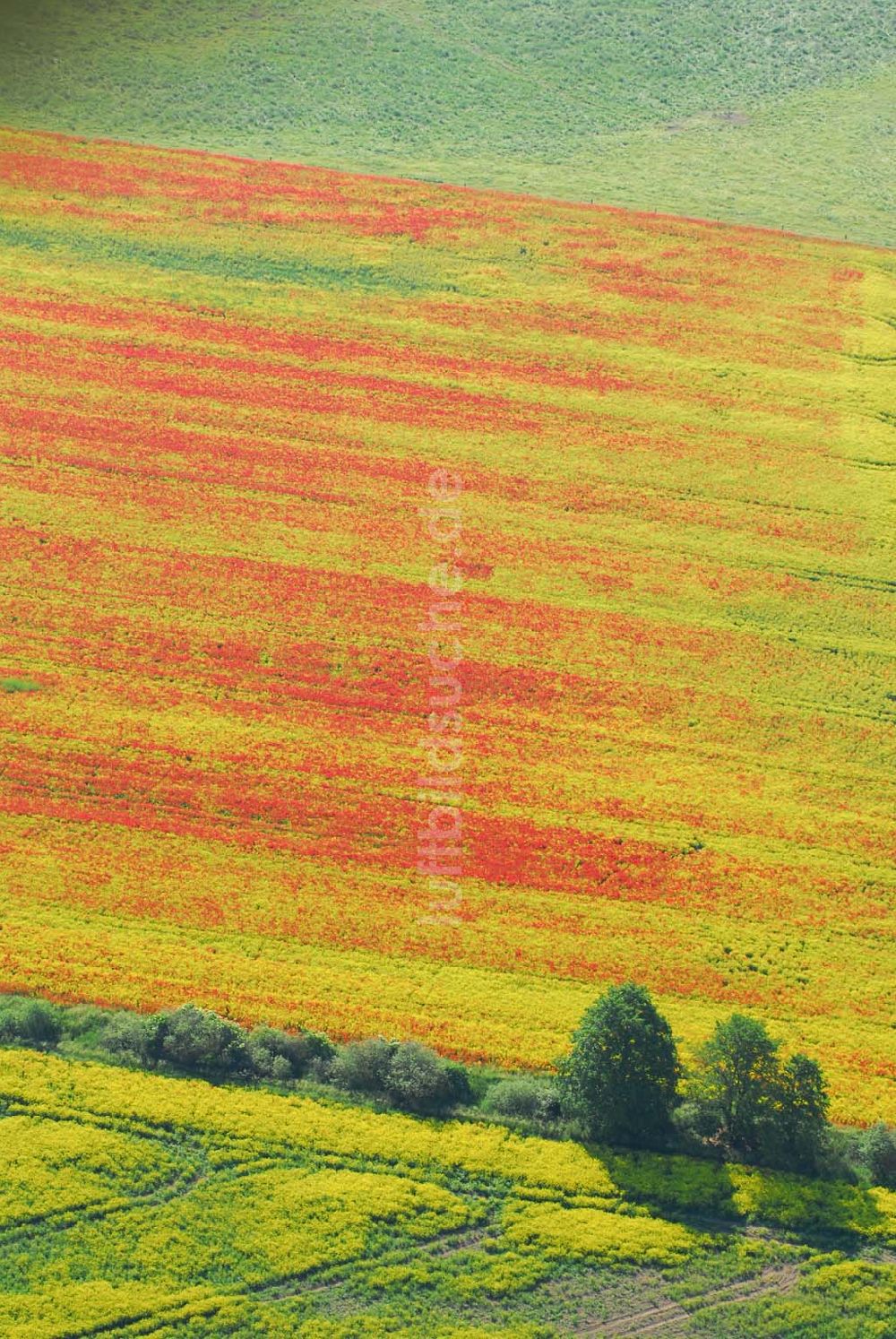 Luftbild Schlunkendorf - Blick auf ein Mohnwuchs in einem Rapsfeld bei Schlunkendorf.