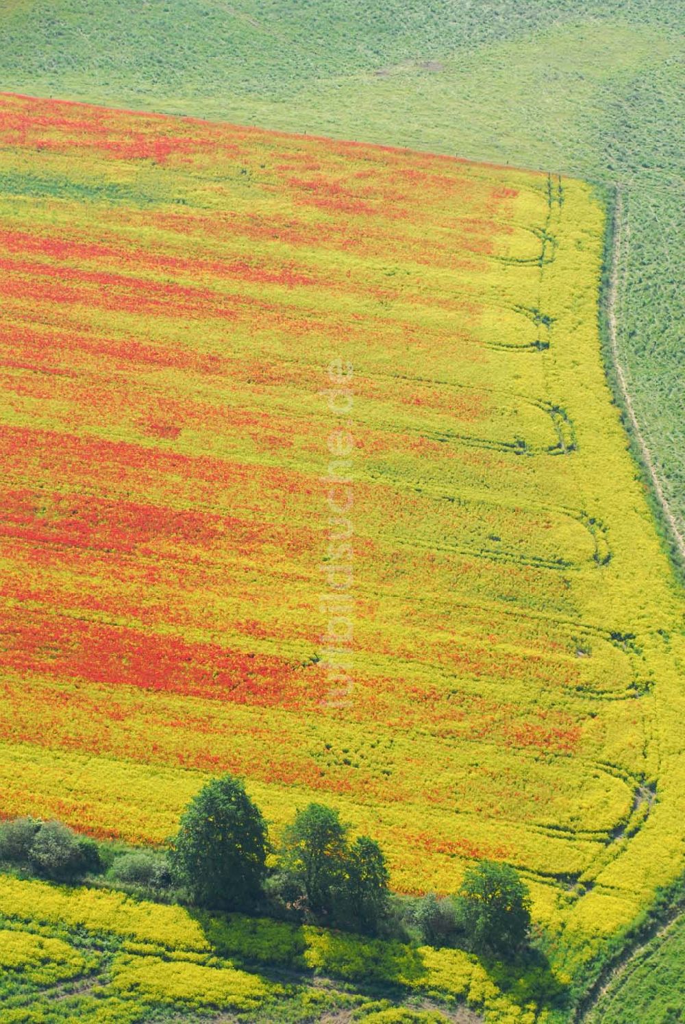 Luftaufnahme Schlunkendorf - Blick auf ein Mohnwuchs in einem Rapsfeld bei Schlunkendorf.