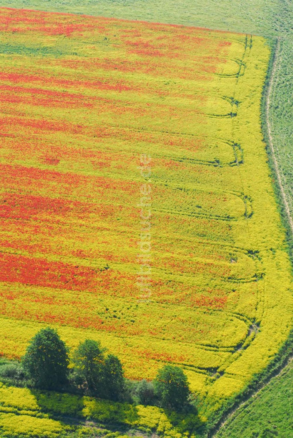 Schlunkendorf von oben - Blick auf ein Mohnwuchs in einem Rapsfeld bei Schlunkendorf.