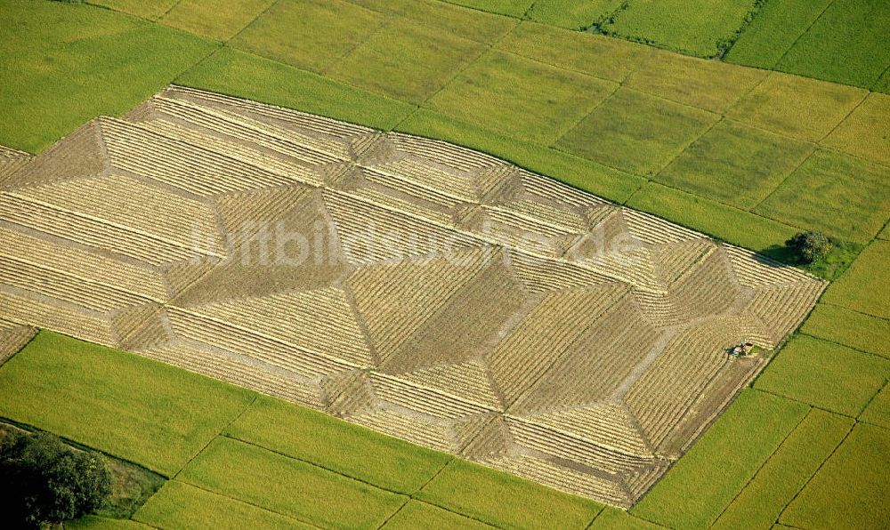 Angeles aus der Vogelperspektive: Blick auf Reisfelder nahe des Mount Arayat