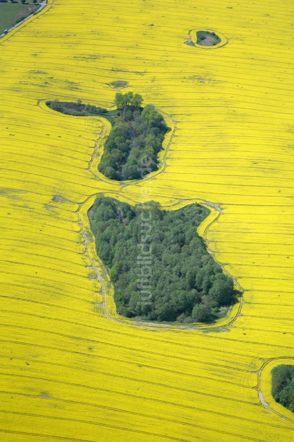 Luftbild Zahren - Blick auf Waldinsel / Biotop im Rapsfeld bei Zahren