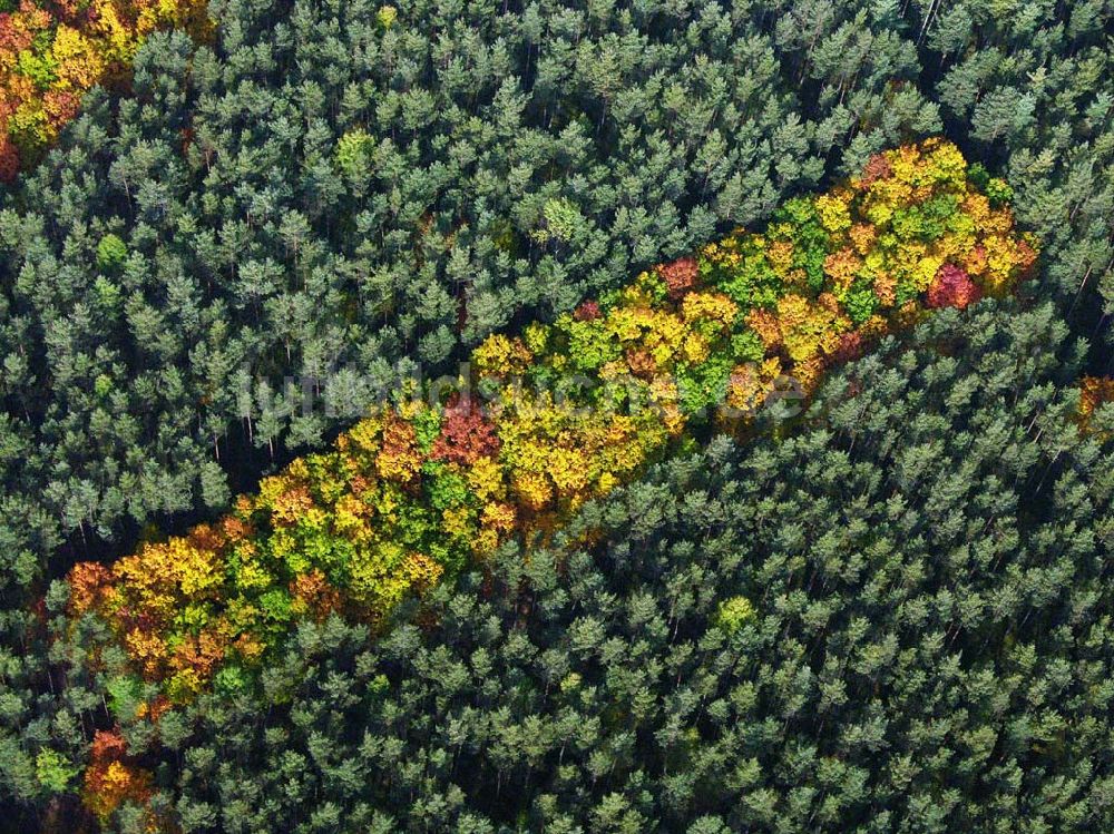 Luftbild Hirschal ( Bayern ) - Blick auf ein Waldstück mit Herbstbelaubung bei Hirschal in Bayern