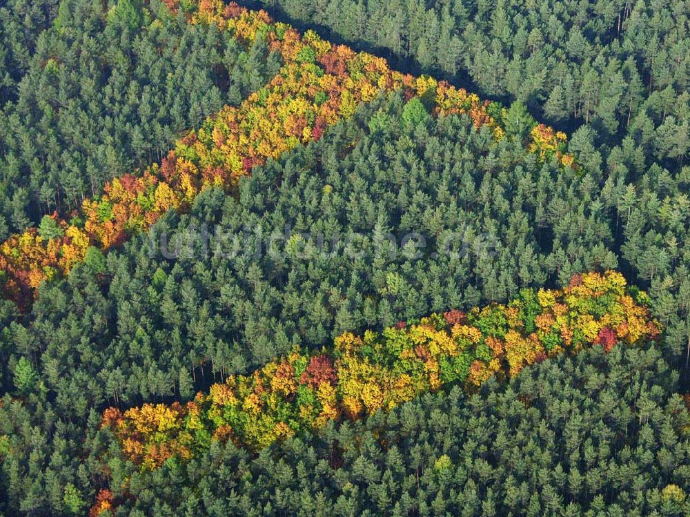 Luftaufnahme Hirschal ( Bayern ) - Blick auf ein Waldstück mit Herbstbelaubung bei Hirschal in Bayern