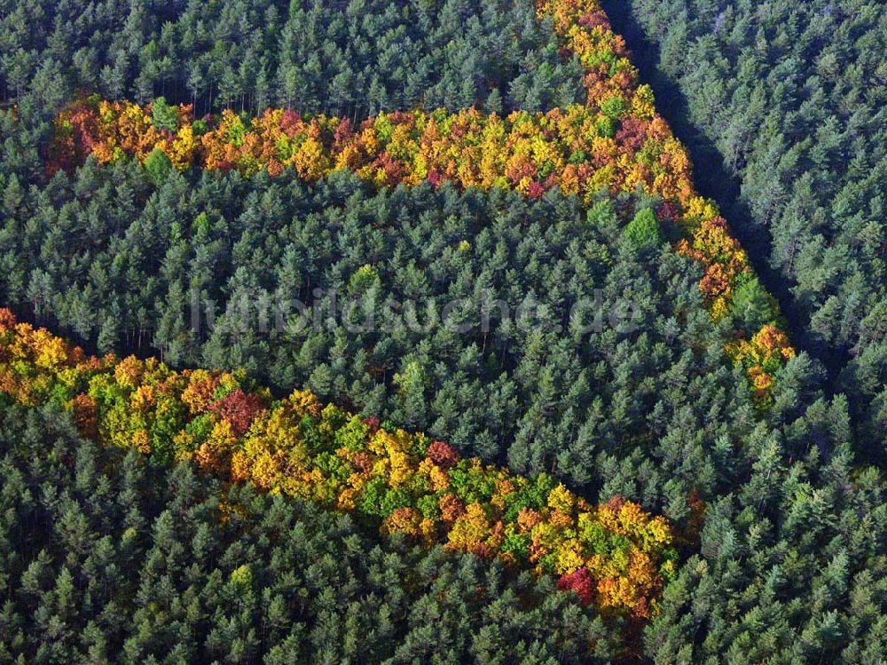 Hirschal ( Bayern ) von oben - Blick auf ein Waldstück mit Herbstbelaubung bei Hirschal in Bayern