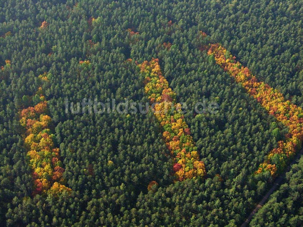 Hirschal ( Bayern ) aus der Vogelperspektive: Blick auf ein Waldstück mit Herbstbelaubung bei Hirschal in Bayern