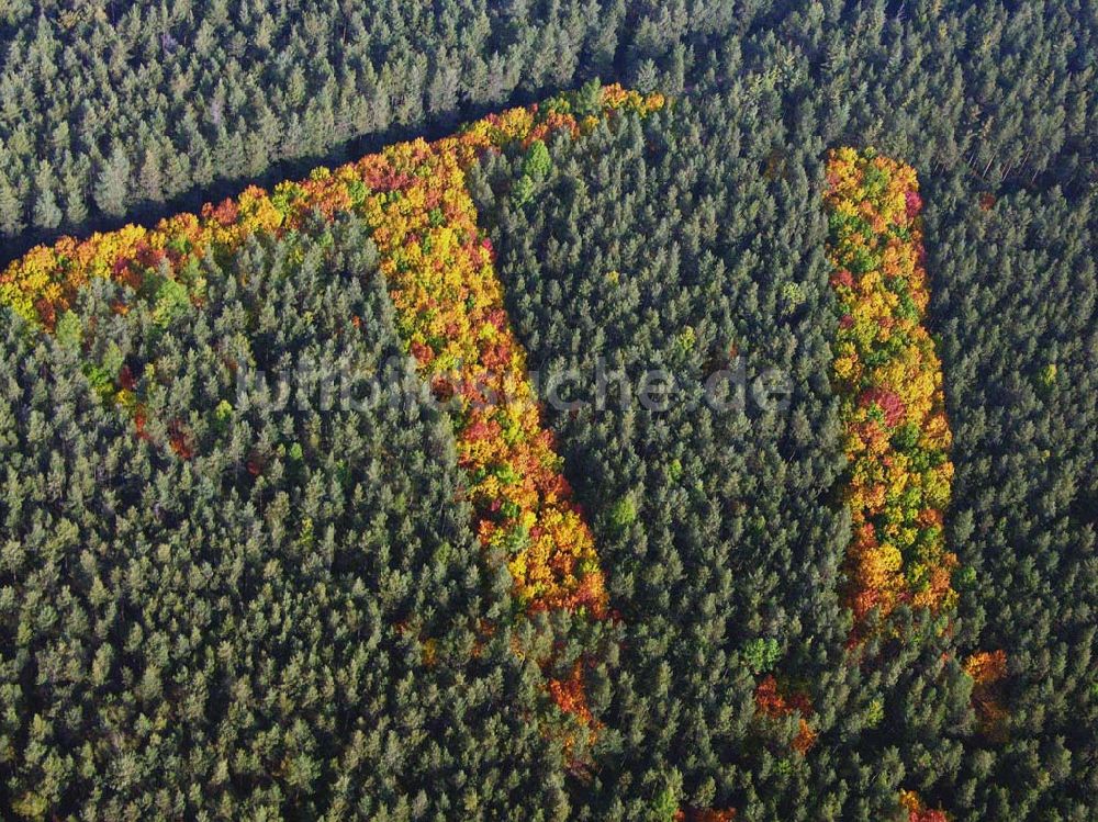 Luftbild Hirschal ( Bayern ) - Blick auf ein Waldstück mit Herbstbelaubung bei Hirschal in Bayern