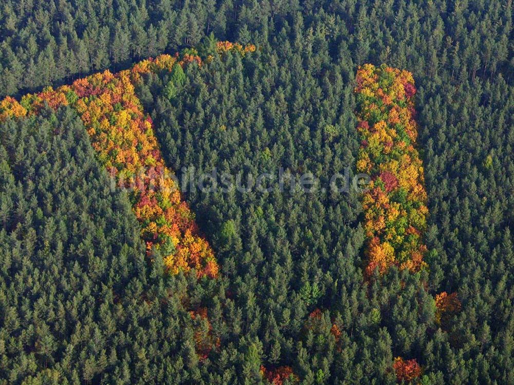 Luftaufnahme Hirschal ( Bayern ) - Blick auf ein Waldstück mit Herbstbelaubung bei Hirschal in Bayern